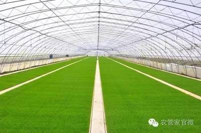 中稻育插秧技术哪家强,中国北京找全国农业技术推广中心