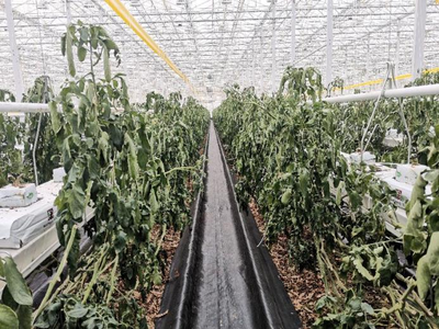 北京市农业技术推广部门提醒:连栋温室工厂化番茄产后温室需清理及消毒
